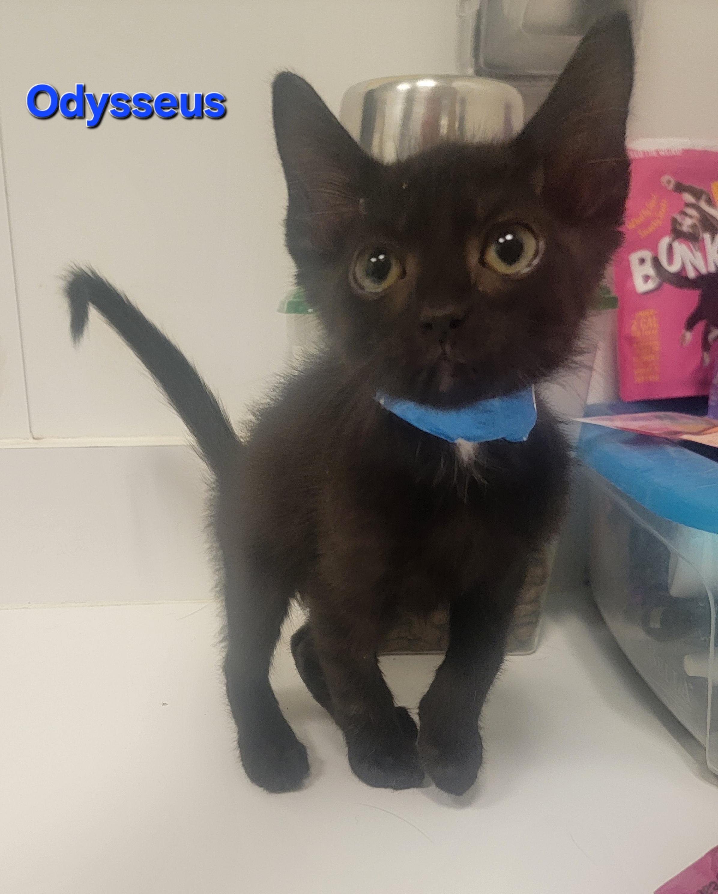 Odysseus, a Adoptable Domestic Short Hair in Blue Springs, MO image 3/3