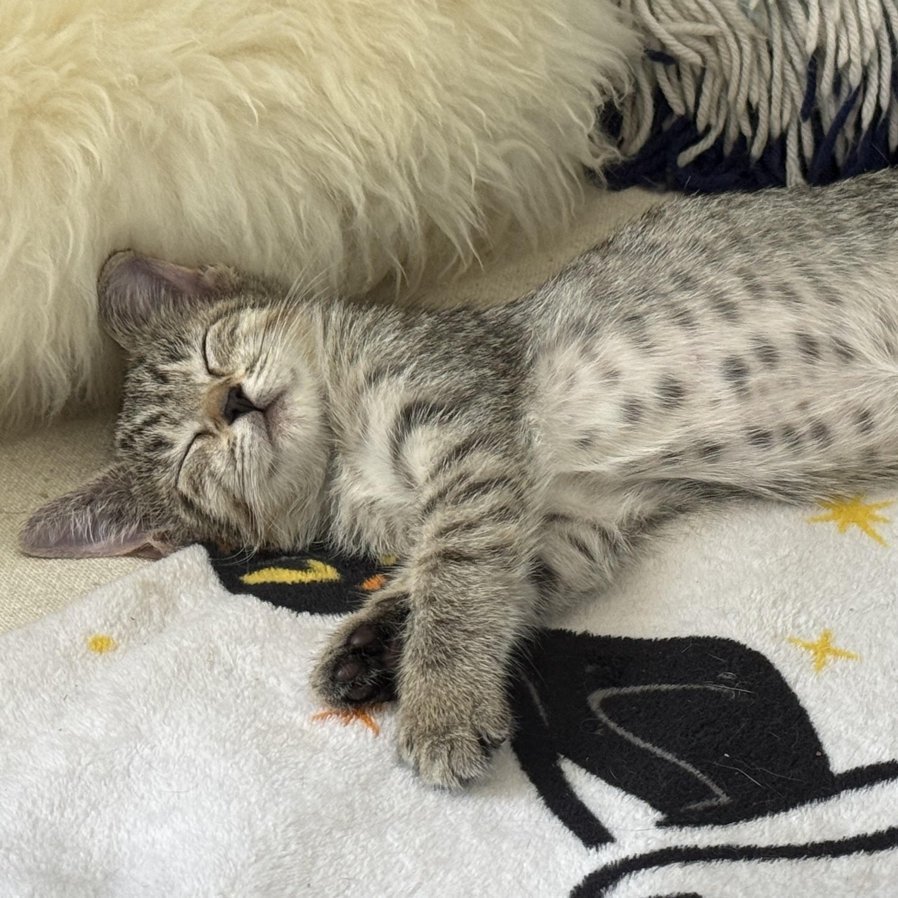Jazz, Adoptable, Kitten Female Tabby & Domestic Short Hair.