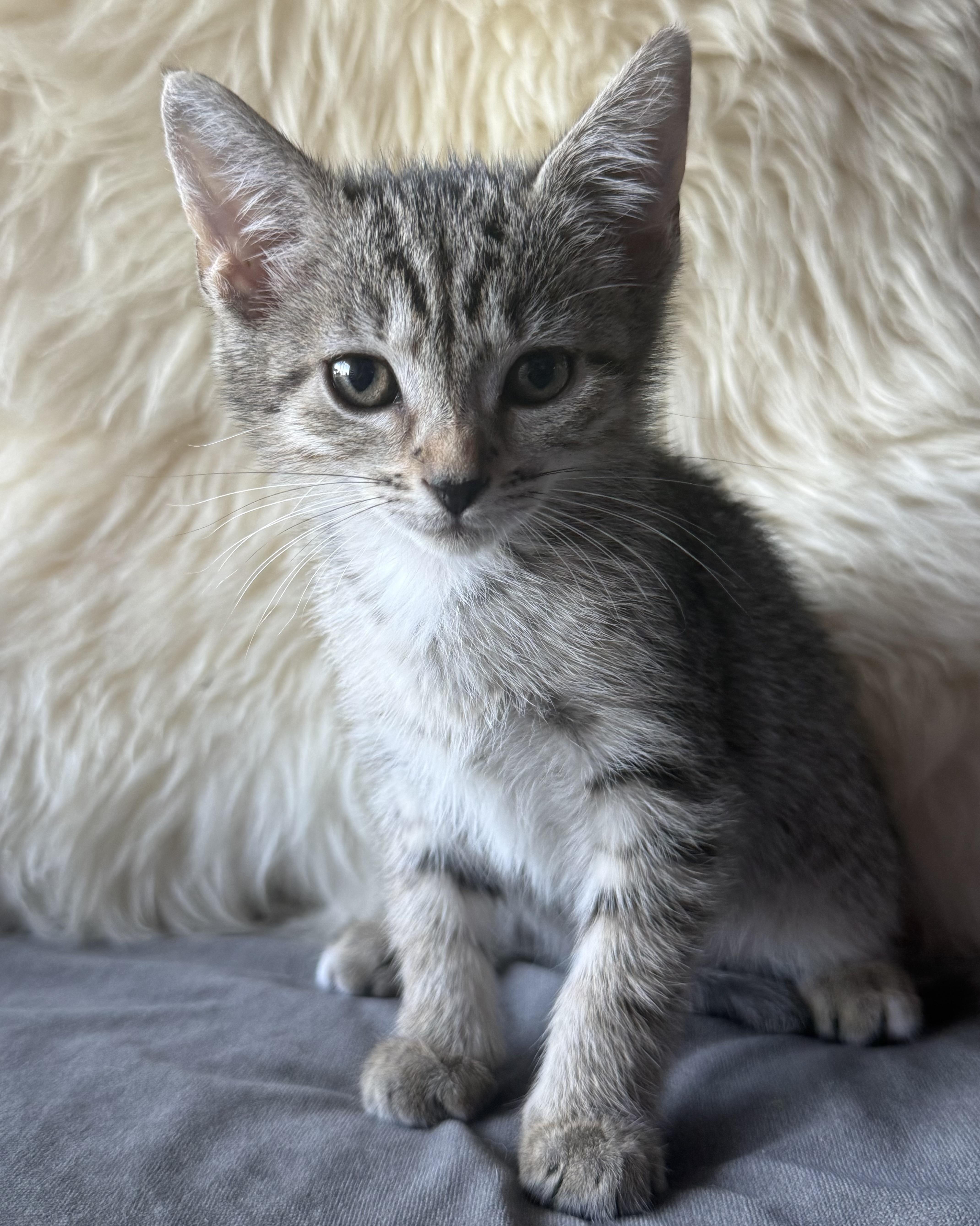 Enlarge Jazz, a Adoptable mixed breed in Bangor, ME image 2/3