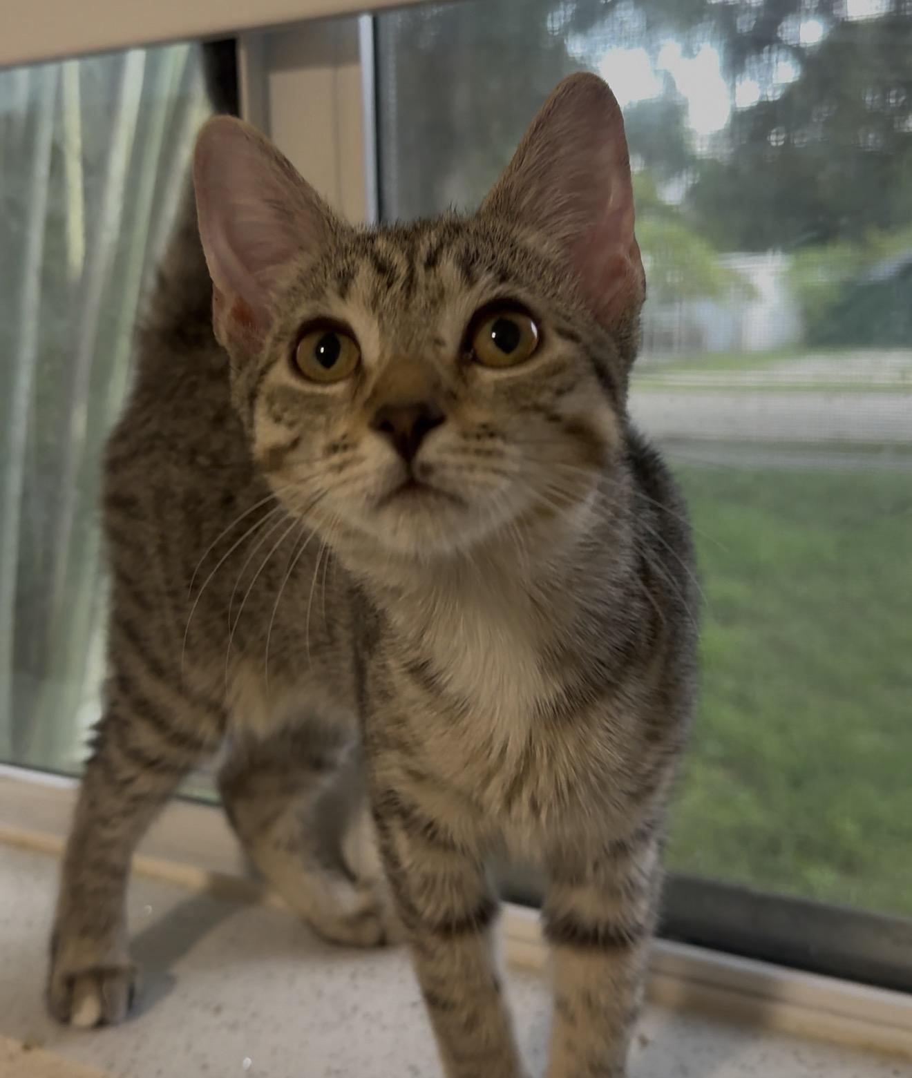 Enlarge Jazz, a Adoptable mixed breed in Bangor, ME image 3/3