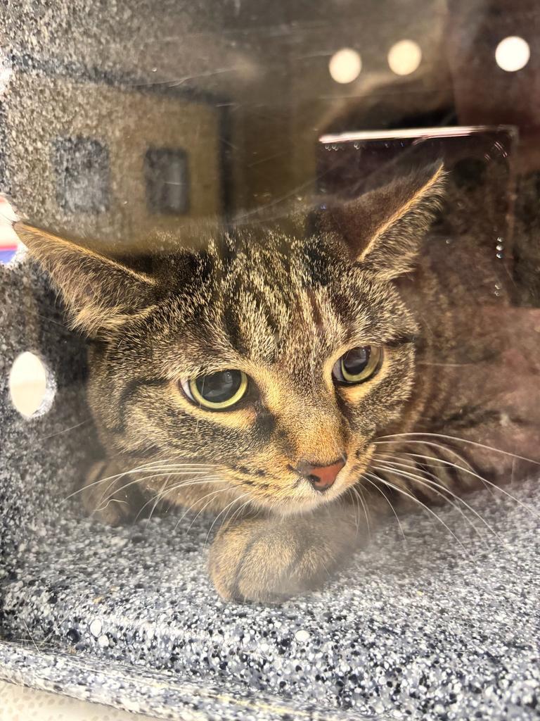 Vinny, Adoptable, Adult Female Domestic Short Hair.