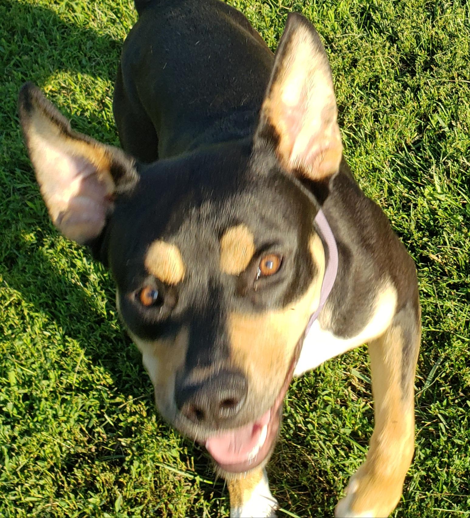 Baby Girl, a ADOPTABLE mixed breed in Middlebury, IN image 2/3