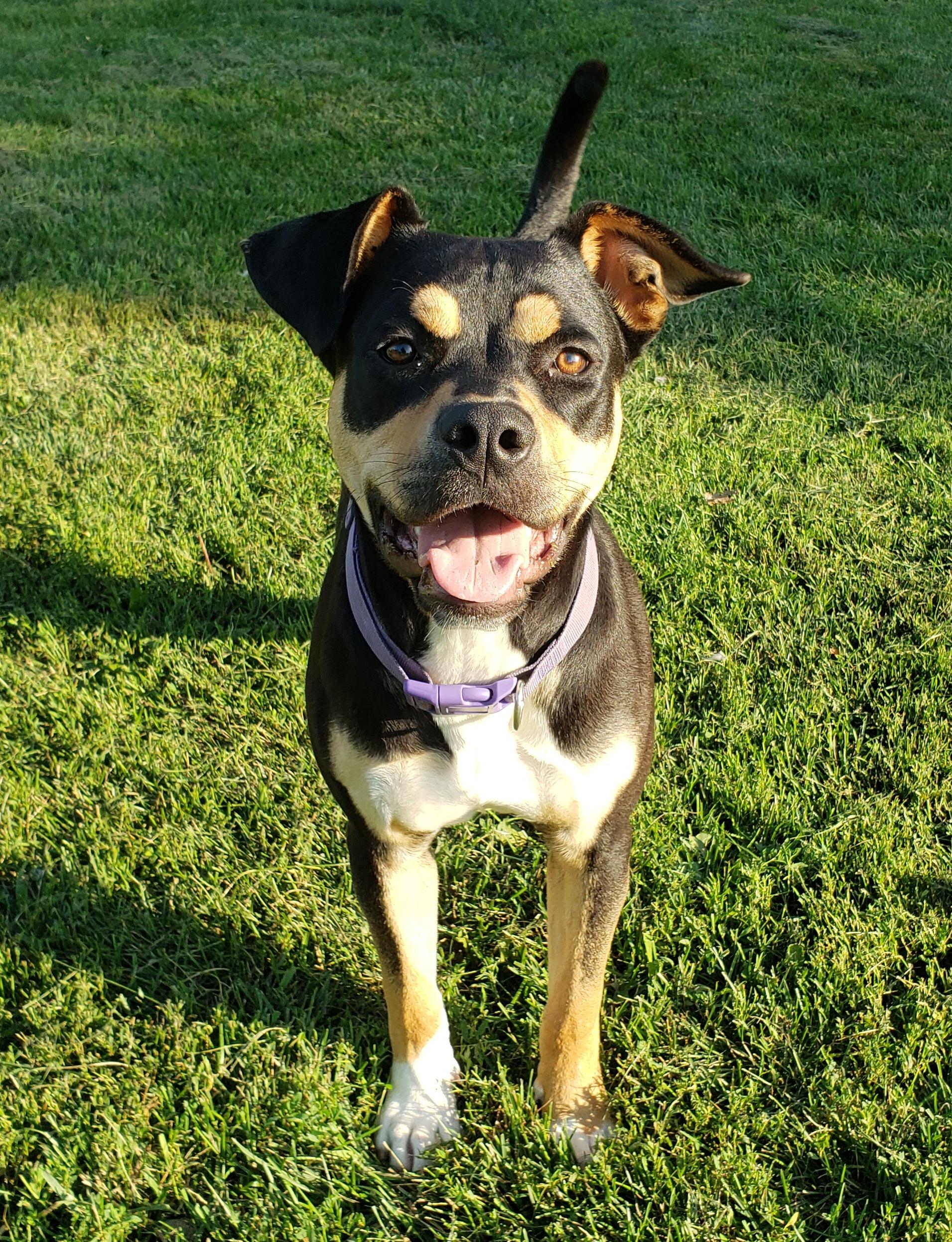 Baby Girl, ADOPTABLE, Young Female Rottweiler.