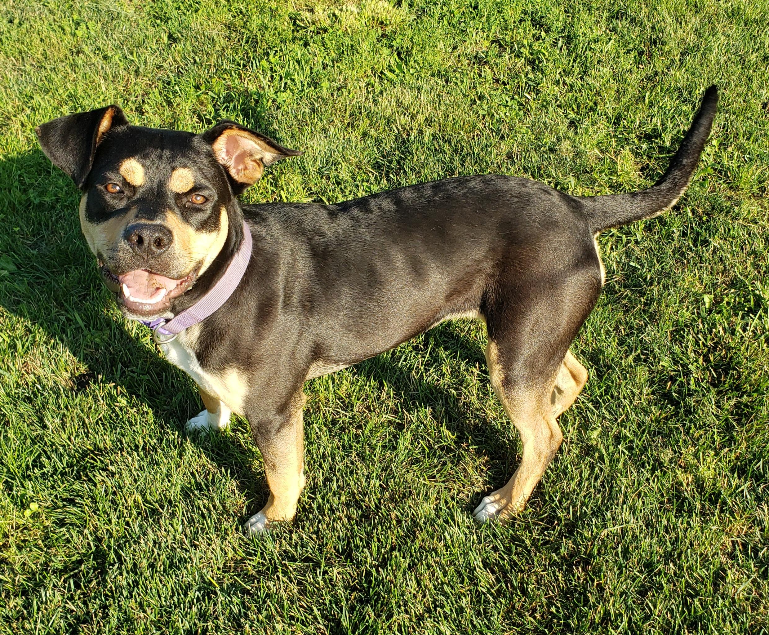 Baby Girl, a ADOPTABLE mixed breed in Middlebury, IN image 3/3