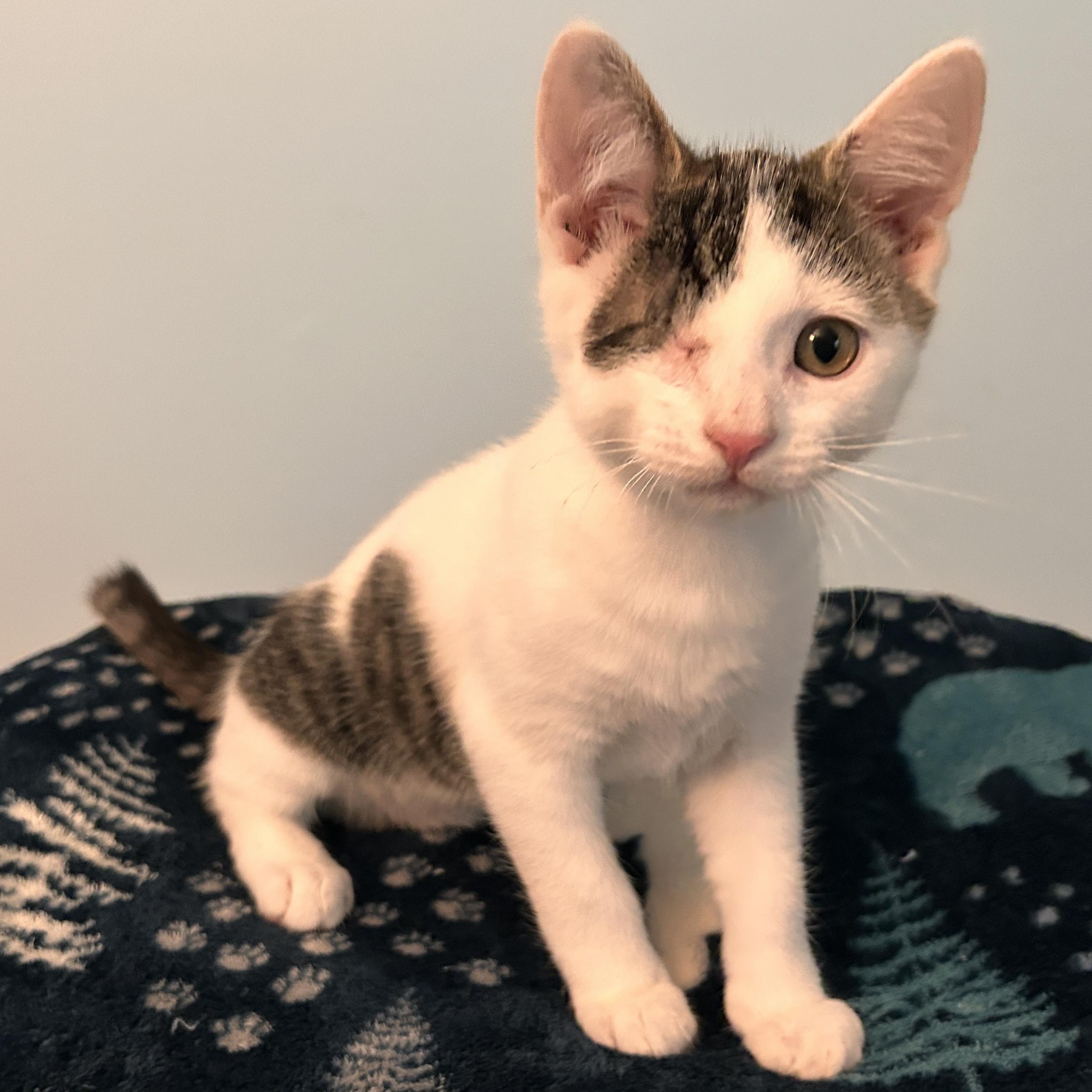 Bryce, ADOPTABLE, Kitten Male Domestic Short Hair.