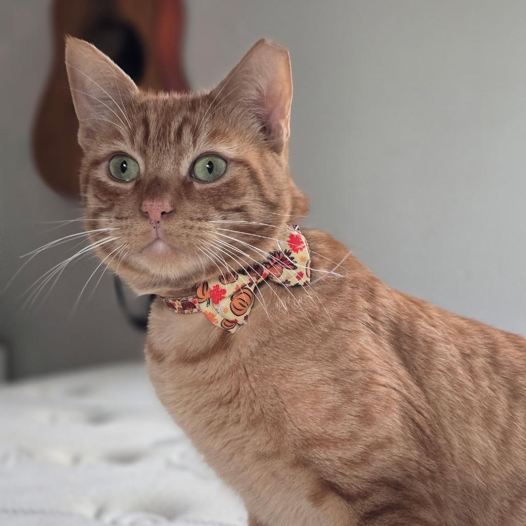 Wayne, Adoptable, Young Male Domestic Short Hair.