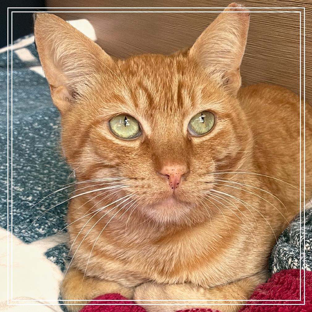 Enlarge Wayne, a Adoptable Domestic Short Hair in Long Beach, CA image 2/3