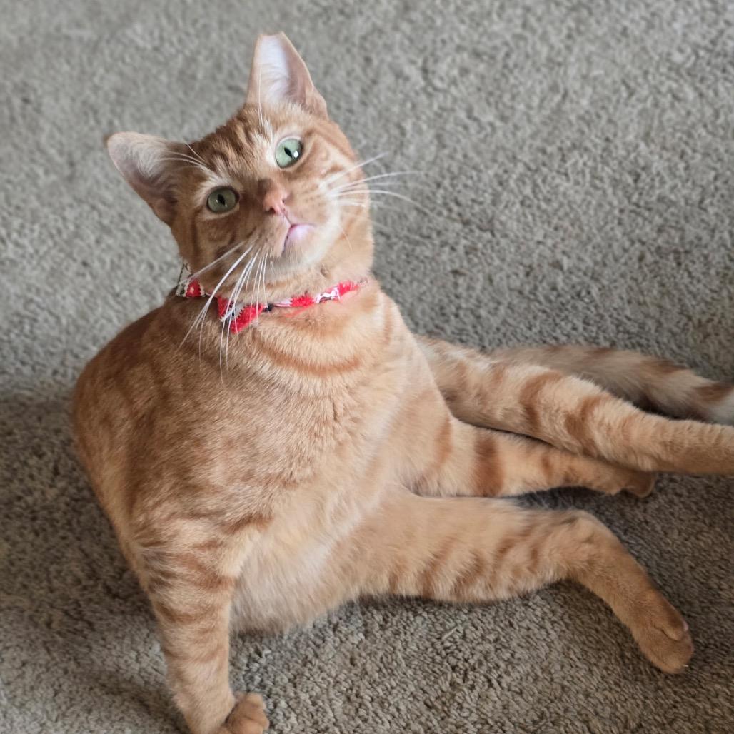 Enlarge Wayne, a Adoptable Domestic Short Hair in Long Beach, CA image 3/6