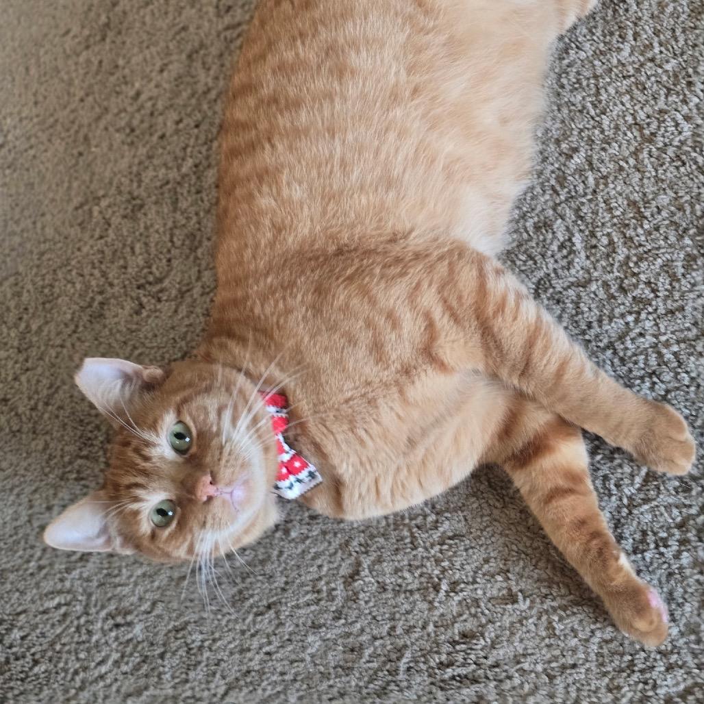 Wayne — thumbnail 4