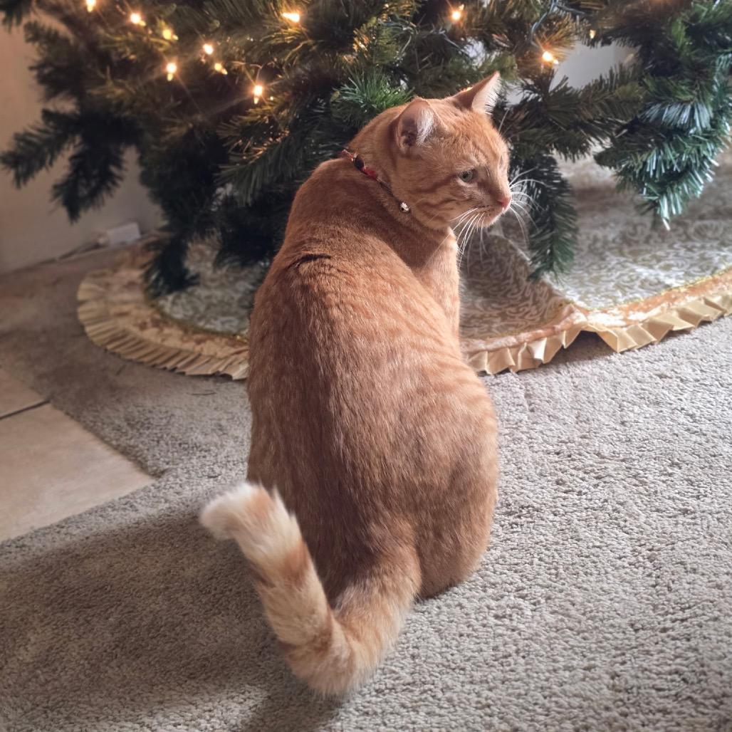 Wayne — thumbnail 5