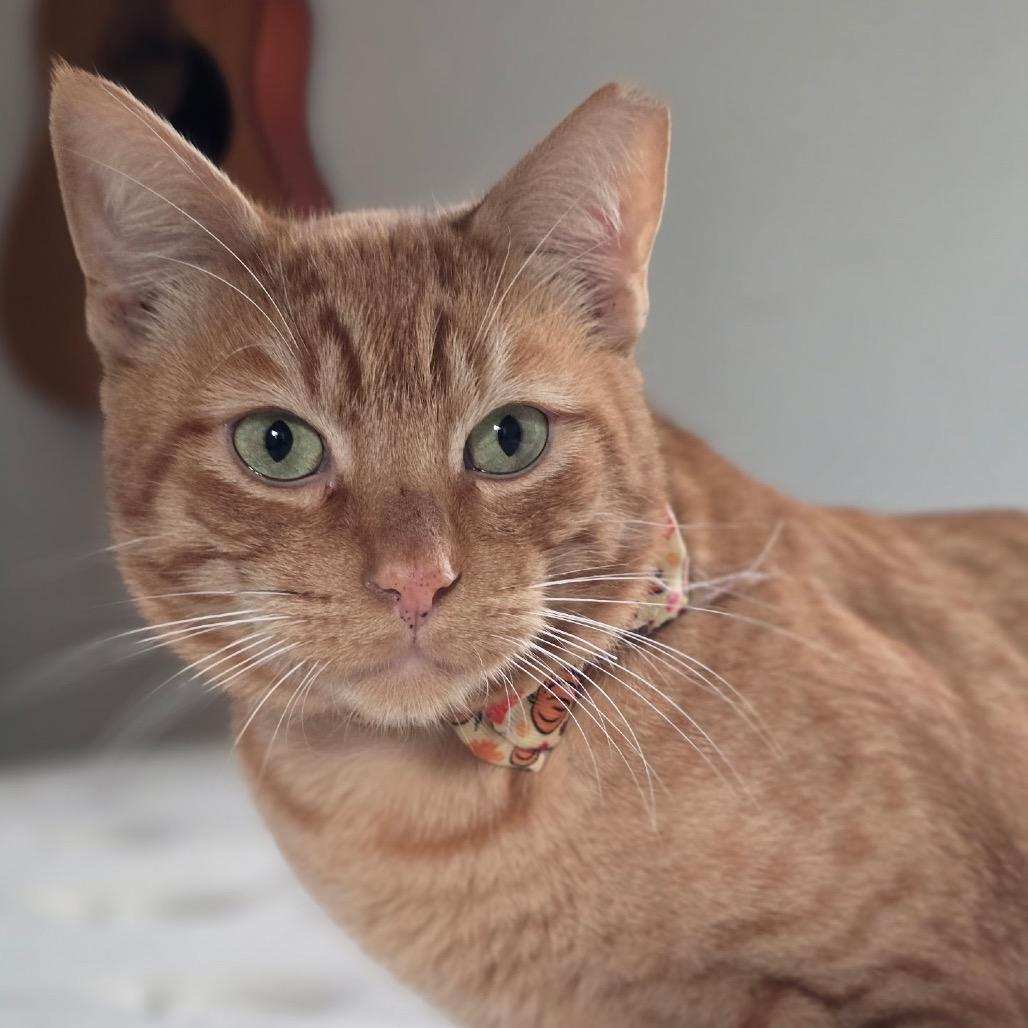 Enlarge Wayne, a Adoptable Domestic Short Hair in Long Beach, CA image 3/3