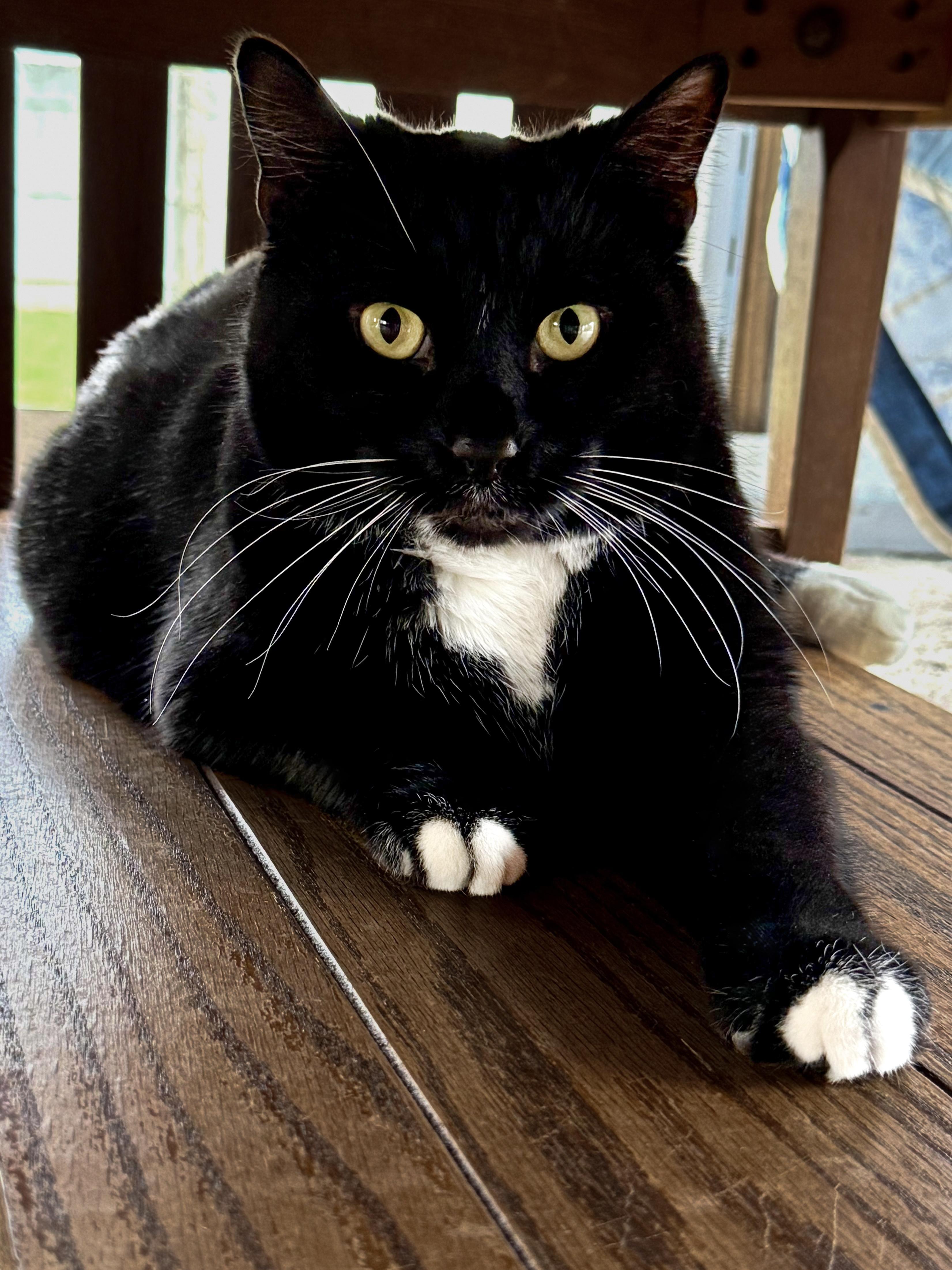 Zuko, adoptable, Adult Male Domestic Short Hair.