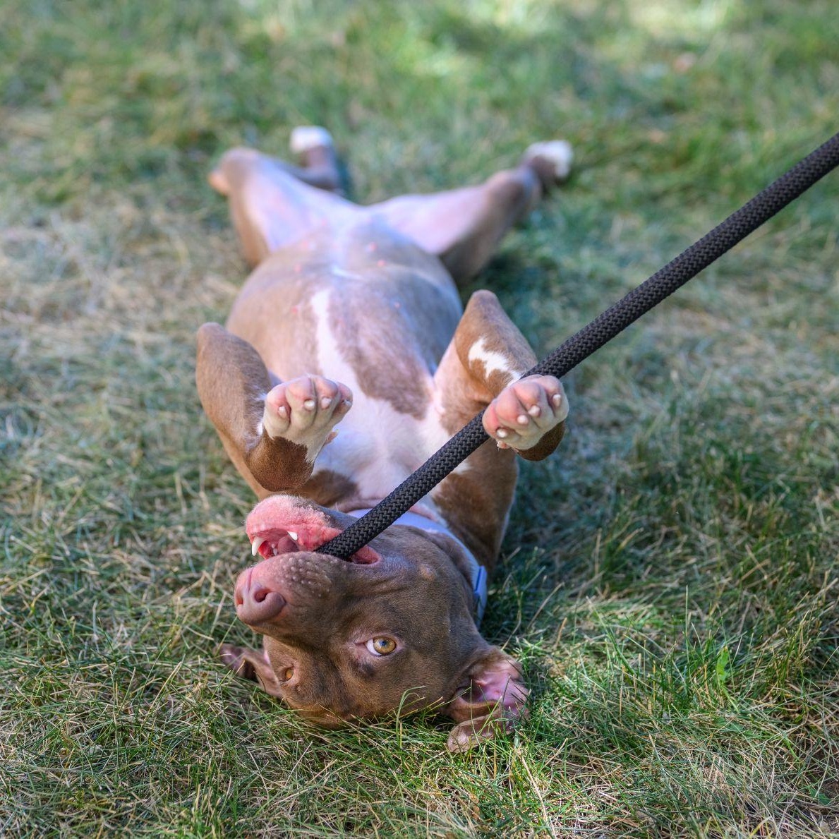 FRANNIE, a Adoptable Pit Bull Terrier in Hamilton, NJ image 5/6