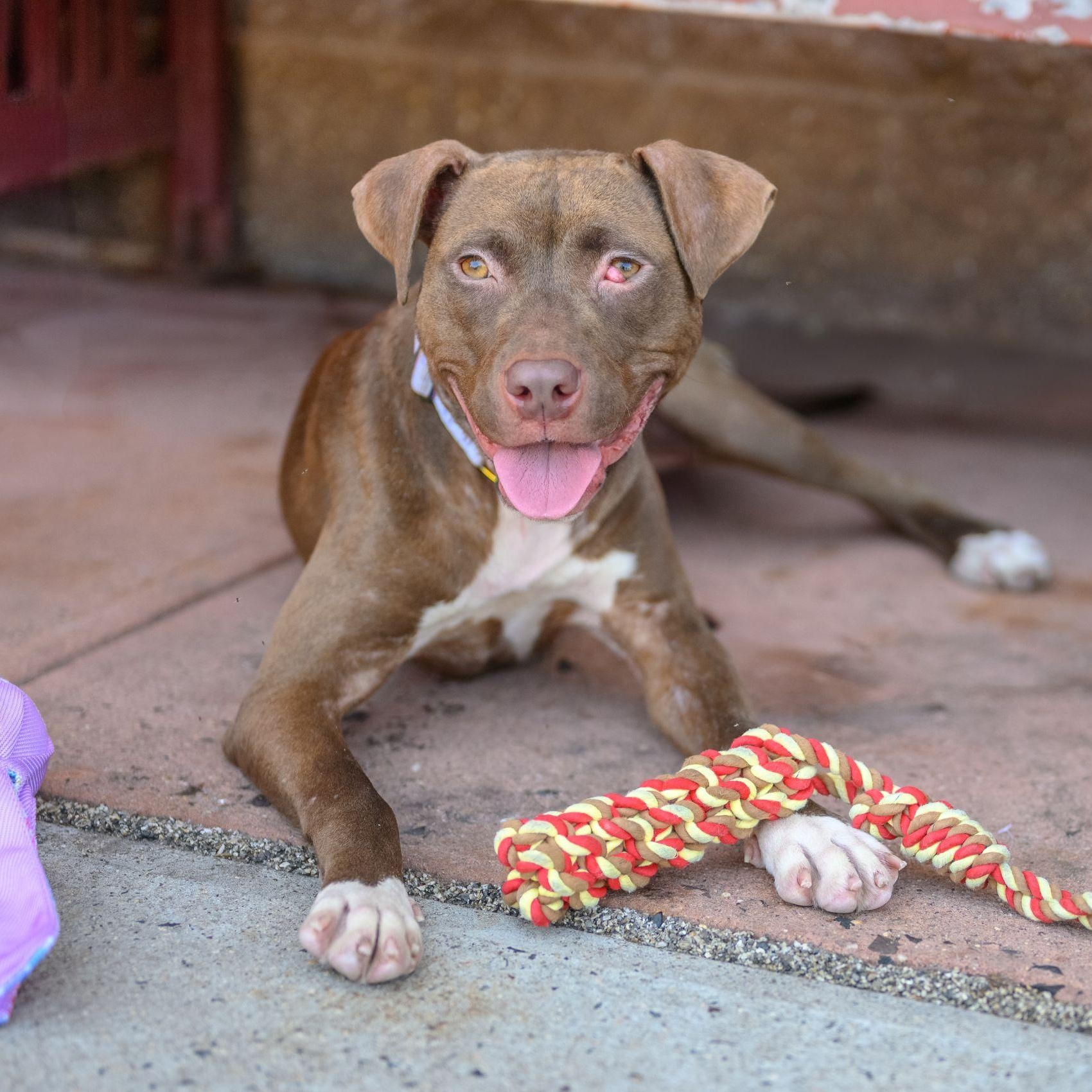 FRANNIE, a Adoptable Pit Bull Terrier in Hamilton, NJ image 3/6
