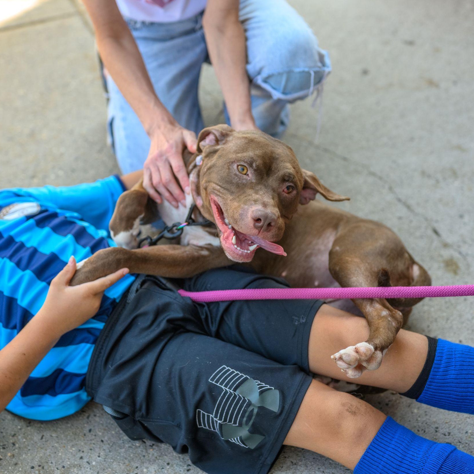 FRANNIE, Adoptable, Young Female Pit Bull Terrier.