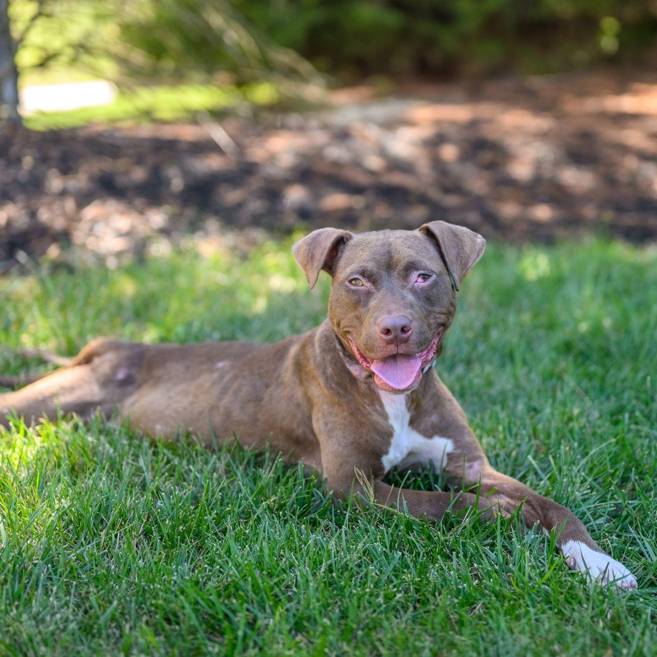 FRANNIE, a Adoptable Pit Bull Terrier in Hamilton, NJ image 4/6