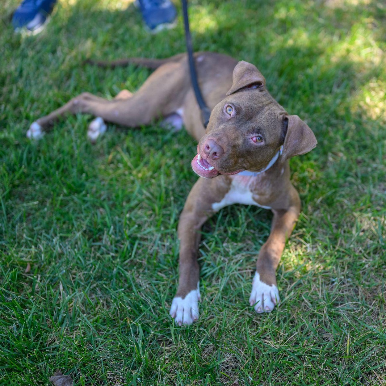 FRANNIE, a Adoptable Pit Bull Terrier in Hamilton, NJ image 6/6