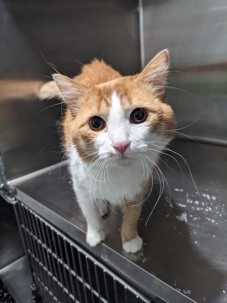 Stinker, Adoptable, Young Male Domestic Medium Hair.