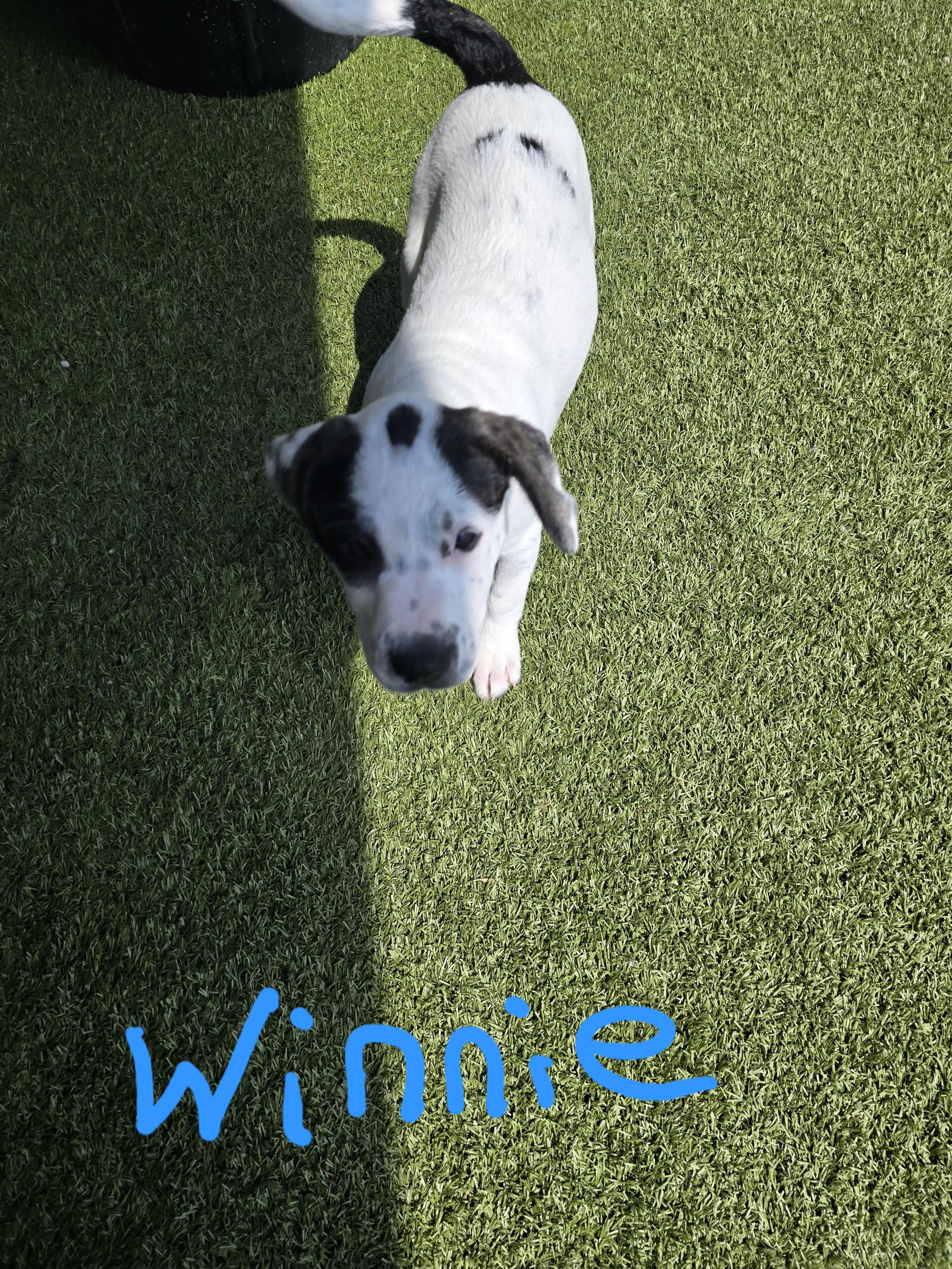 Winnie, Baby Female American Staffordshire Terrier