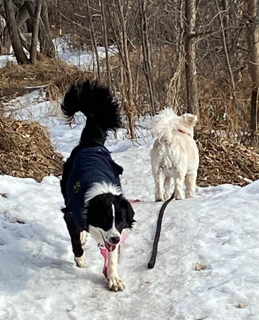 Enlarge Chloe, a Adoptable Border Collie in Didsbury, AB image 1/3
