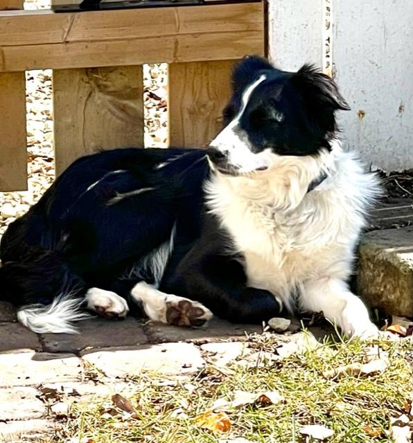 Enlarge Chloe, a Adoptable Border Collie in Didsbury, AB image 2/3