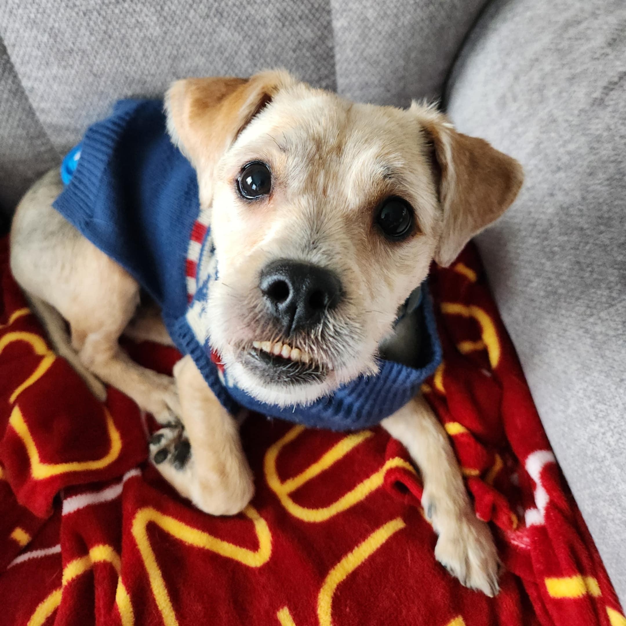 Mort, Adoptable, Adult Male Yorkshire Terrier.