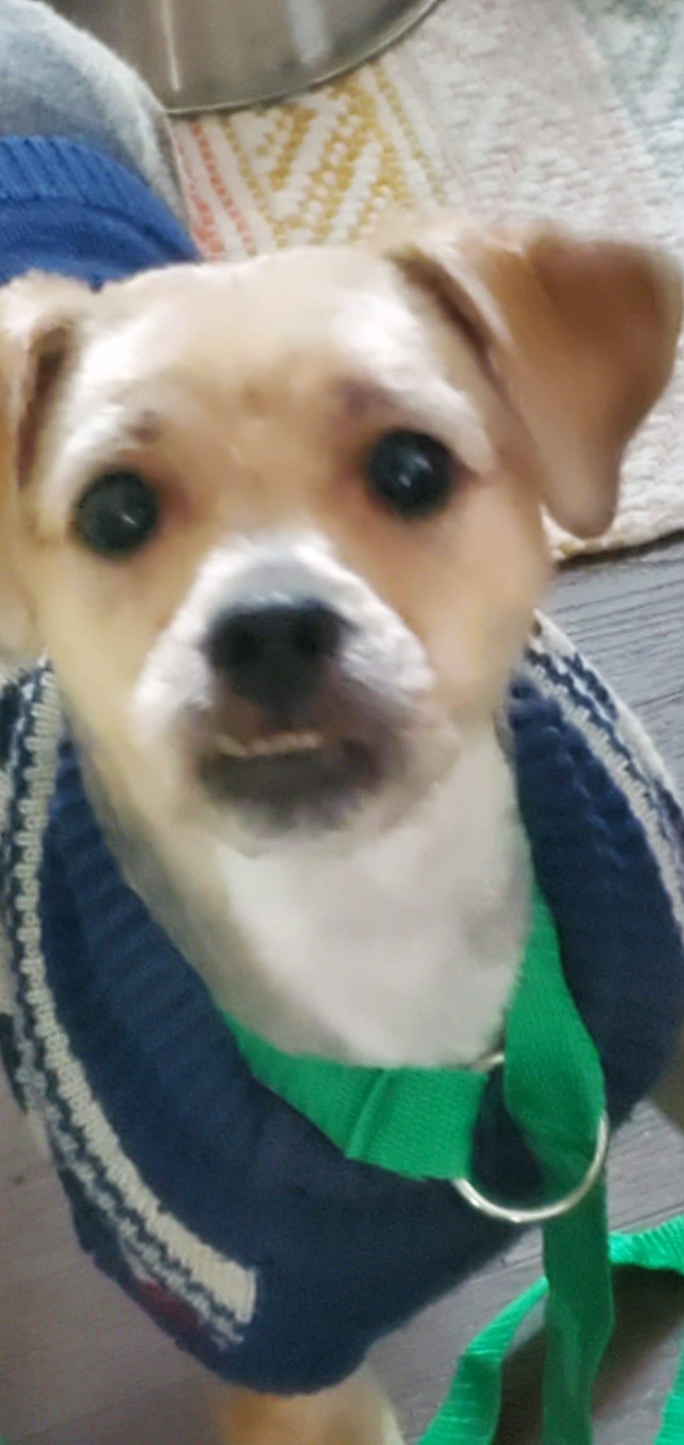 Mort, a Adoptable mixed breed in Cedar Rapids, IA image 2/6