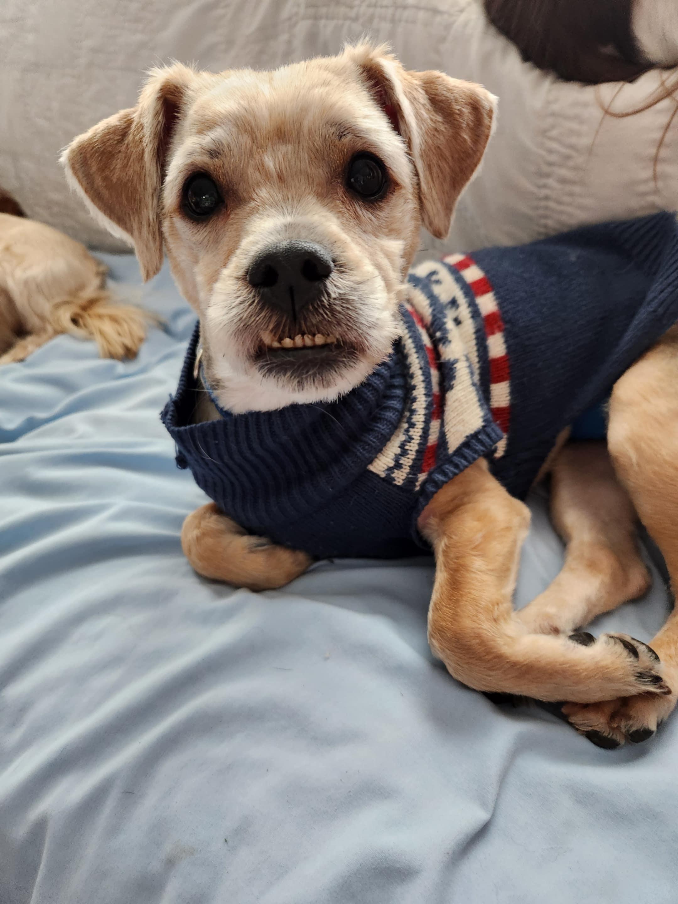 Mort, a Adoptable mixed breed in Cedar Rapids, IA image 3/6