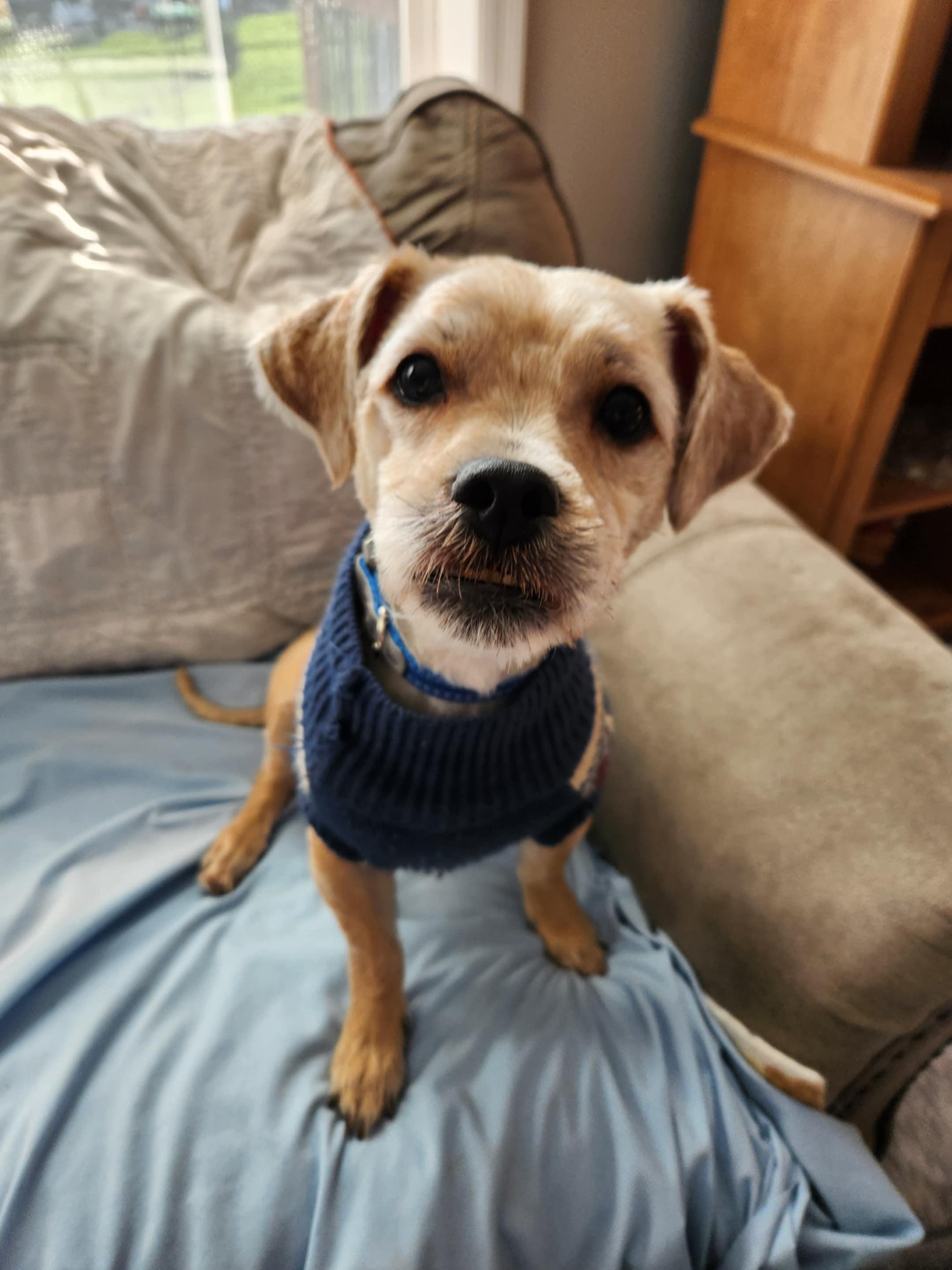 Mort, a Adoptable mixed breed in Cedar Rapids, IA image 4/6