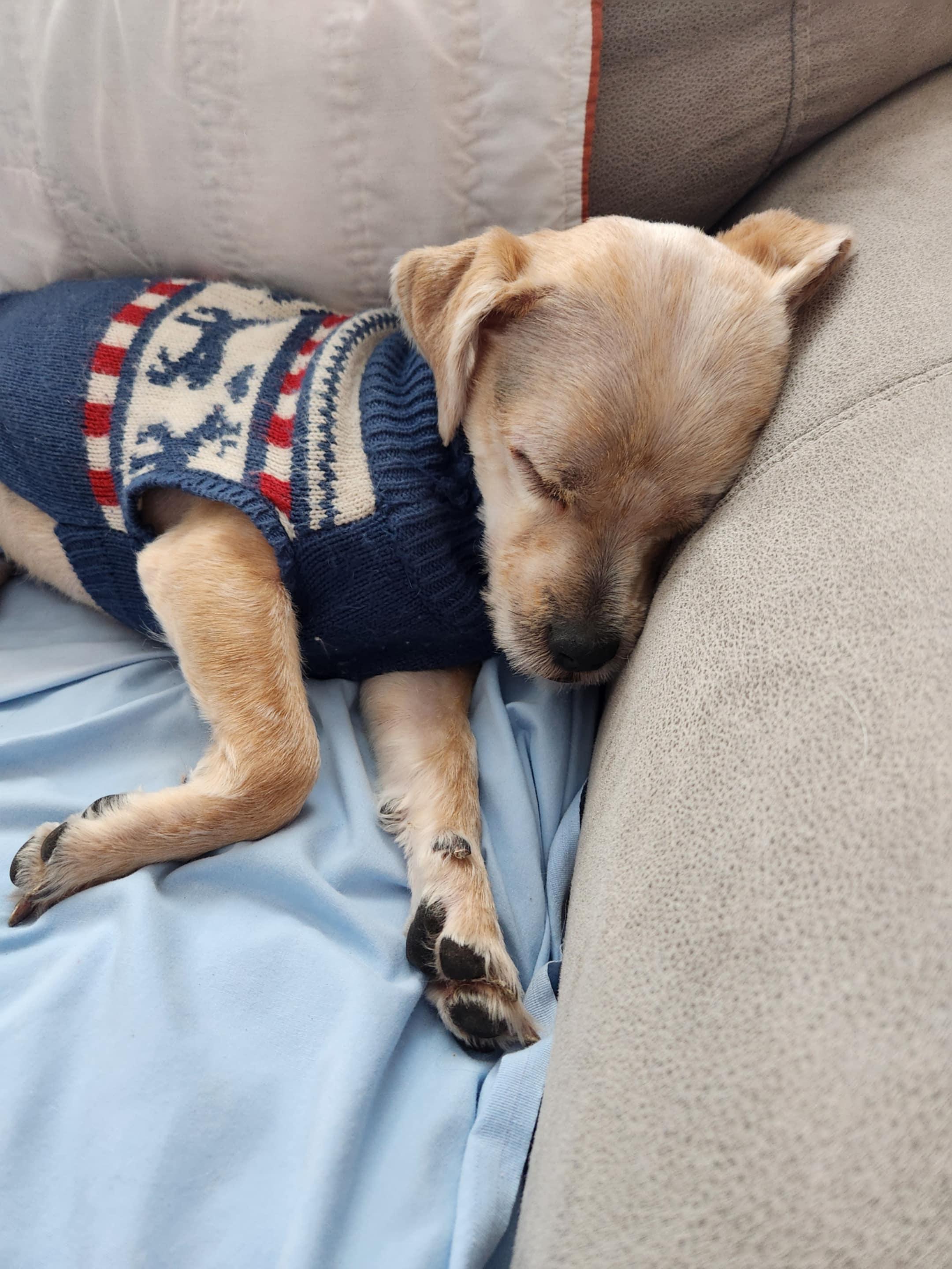 Mort, a Adoptable mixed breed in Cedar Rapids, IA image 5/6