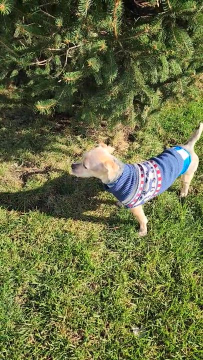 Enlarge Mort, a Adoptable mixed breed in Cedar Rapids, IA video 6/6