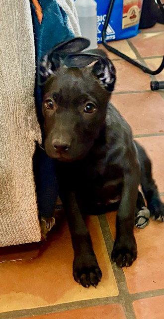 Enlarge Starlight, a Adopted Labrador Retriever in Mesa, AZ image 2/3