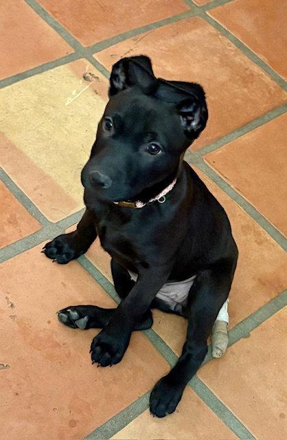 Enlarge Starlight, a Adopted Labrador Retriever in Mesa, AZ image 3/3