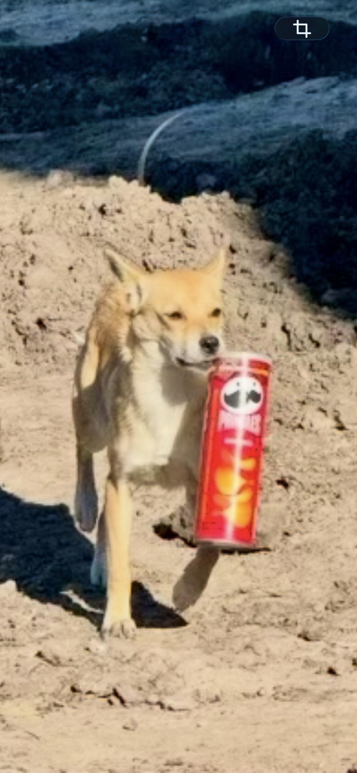 JACK, a ADOPTABLE mixed breed in Media, PA image 2/5