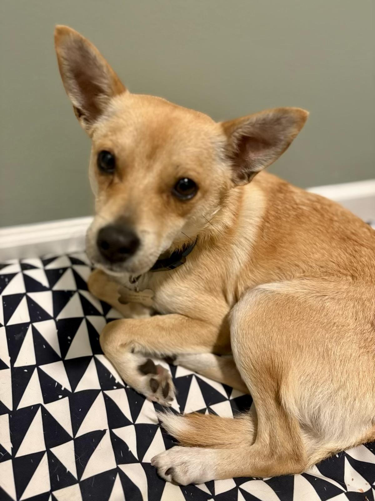 JACK, ADOPTABLE, Young Male Shiba Inu.