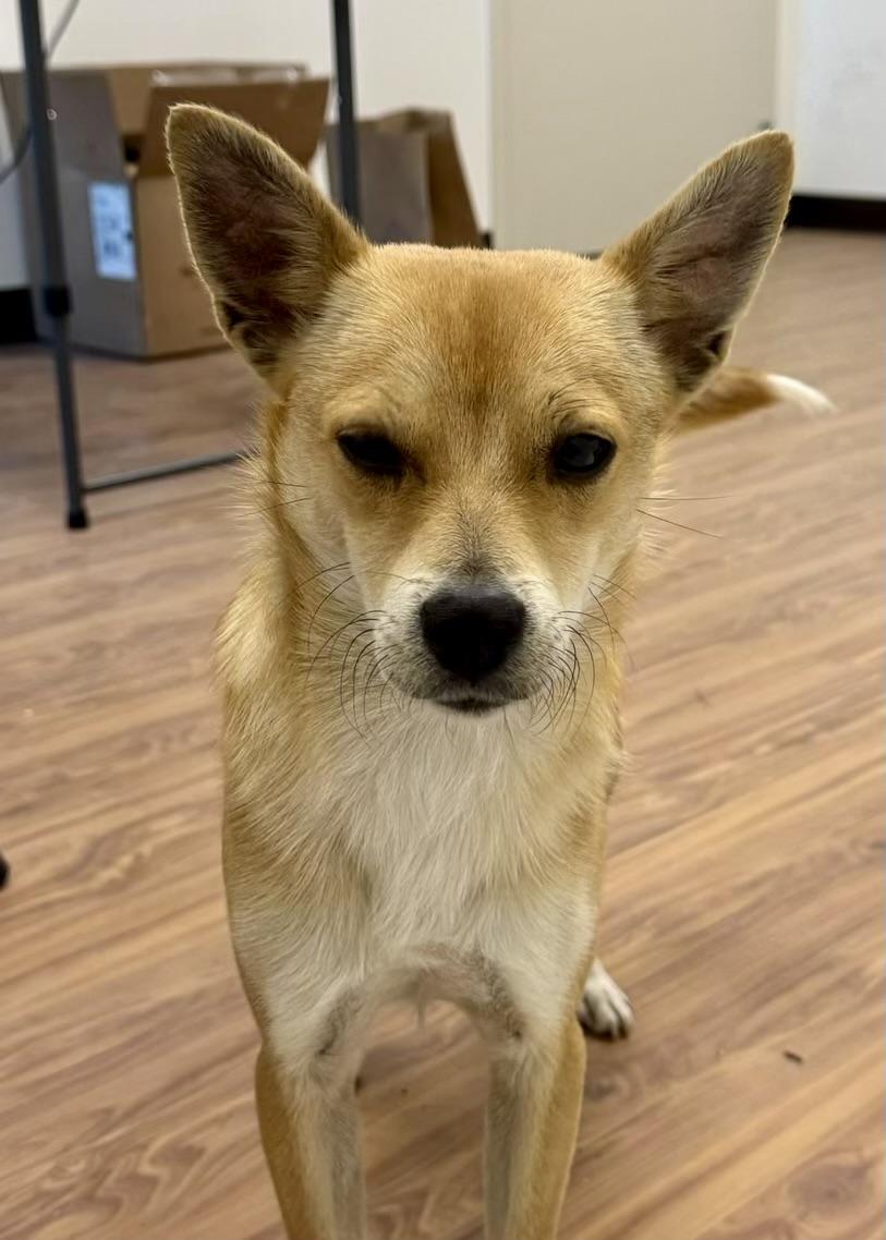 JACK, a ADOPTABLE mixed breed in Media, PA image 5/5