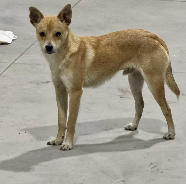 JACK, a ADOPTABLE mixed breed in Media, PA image 4/5