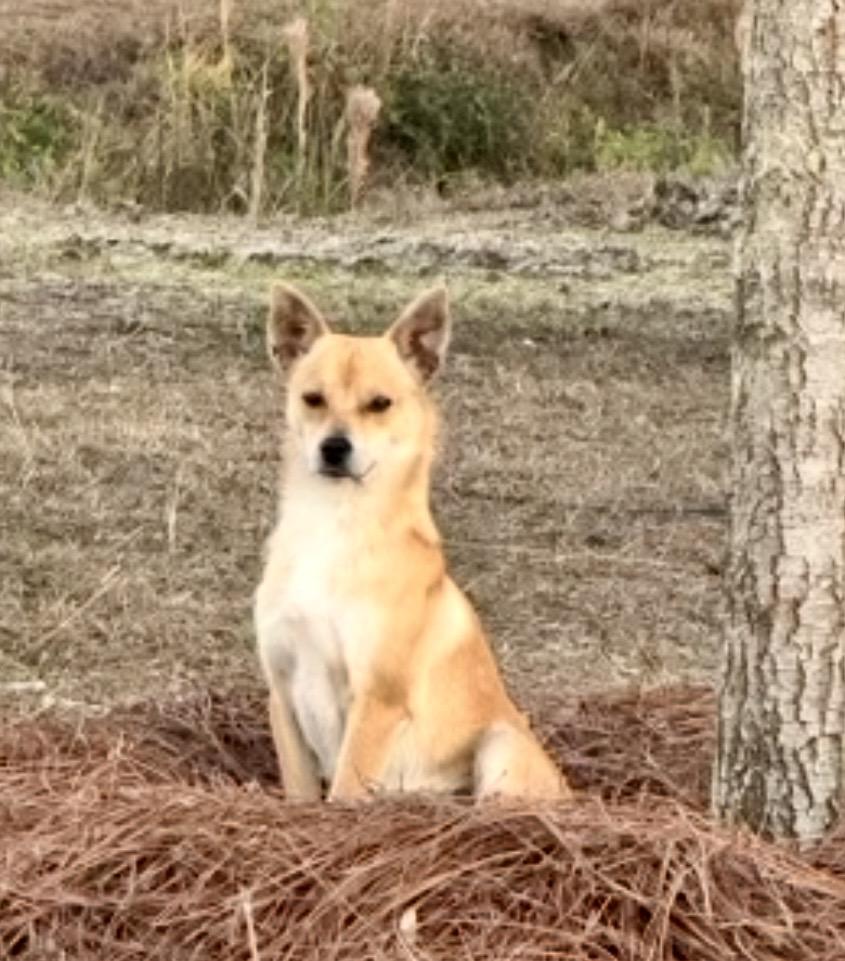 JACK, a ADOPTABLE mixed breed in Media, PA image 3/5