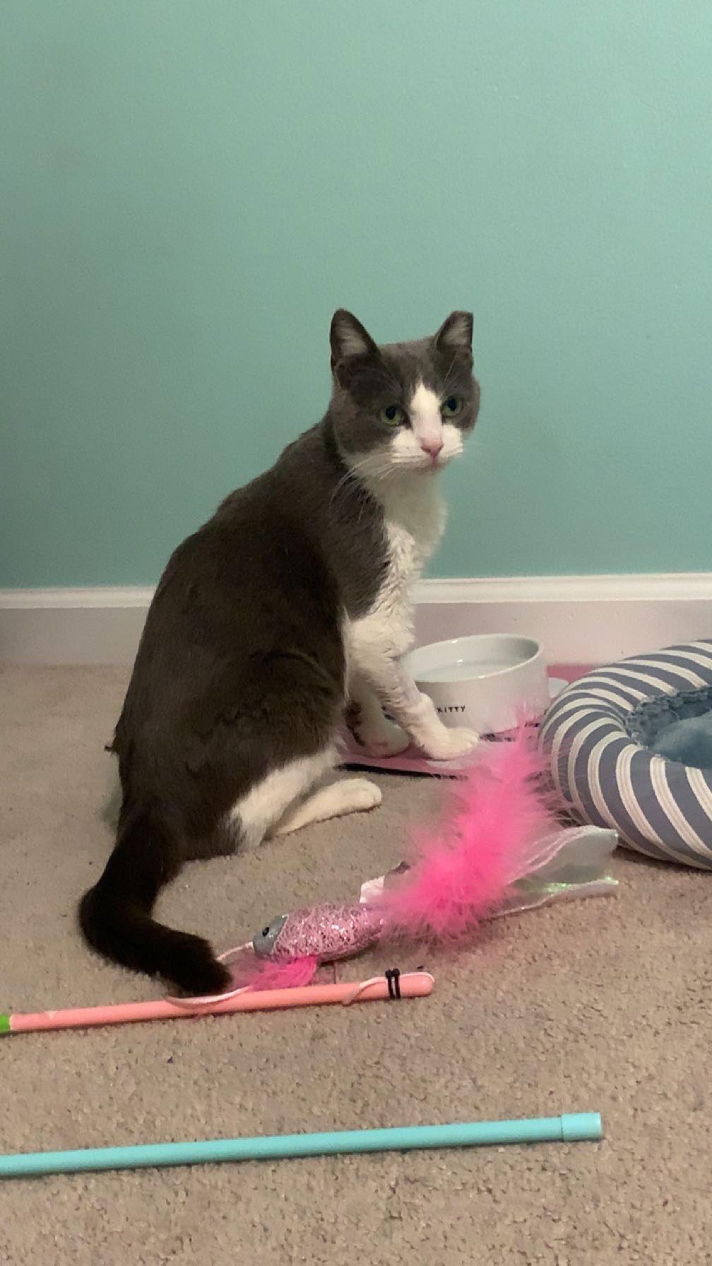 Violet, a Adopted American Shorthair in Eureka, MO image 1/3