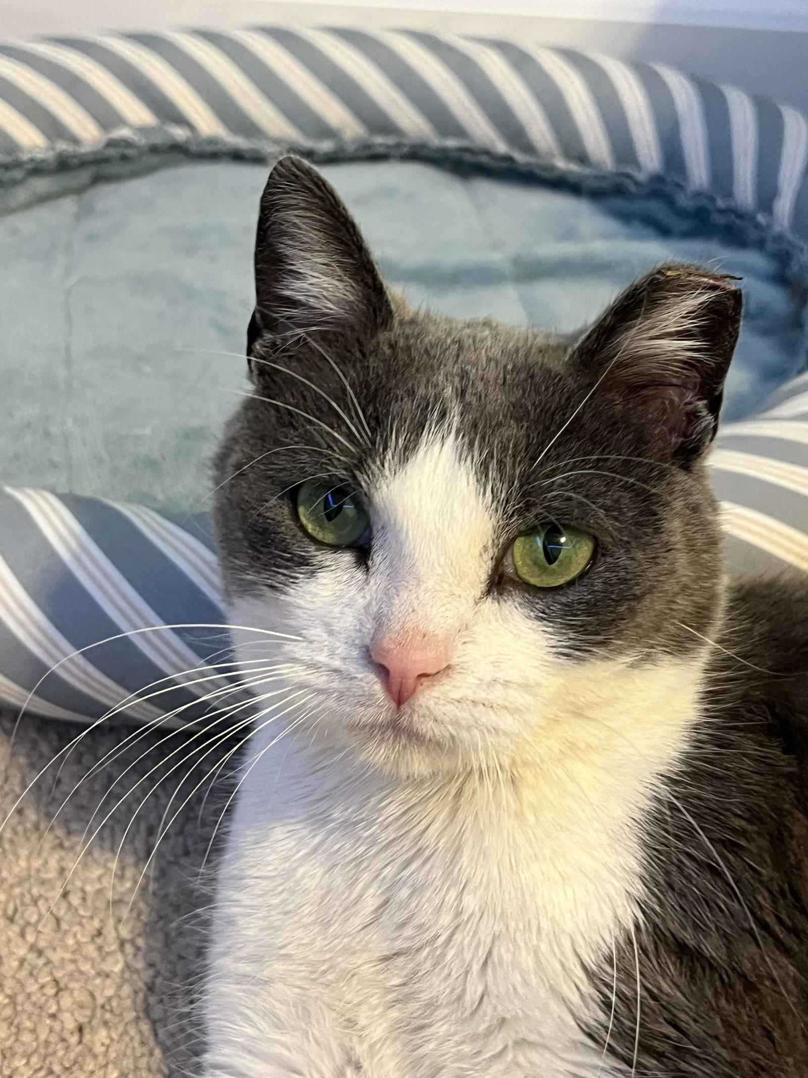 Violet, a Adopted American Shorthair in Eureka, MO image 2/3