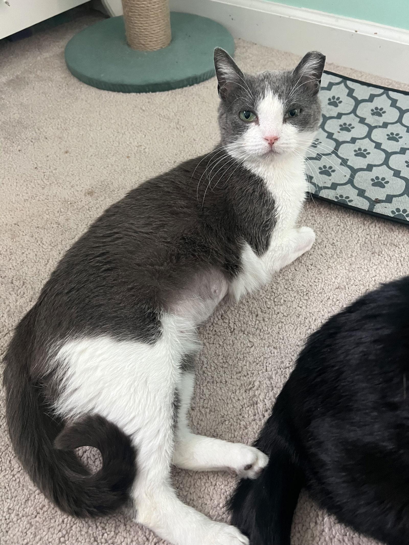 Violet, a Adopted American Shorthair in Eureka, MO image 3/3