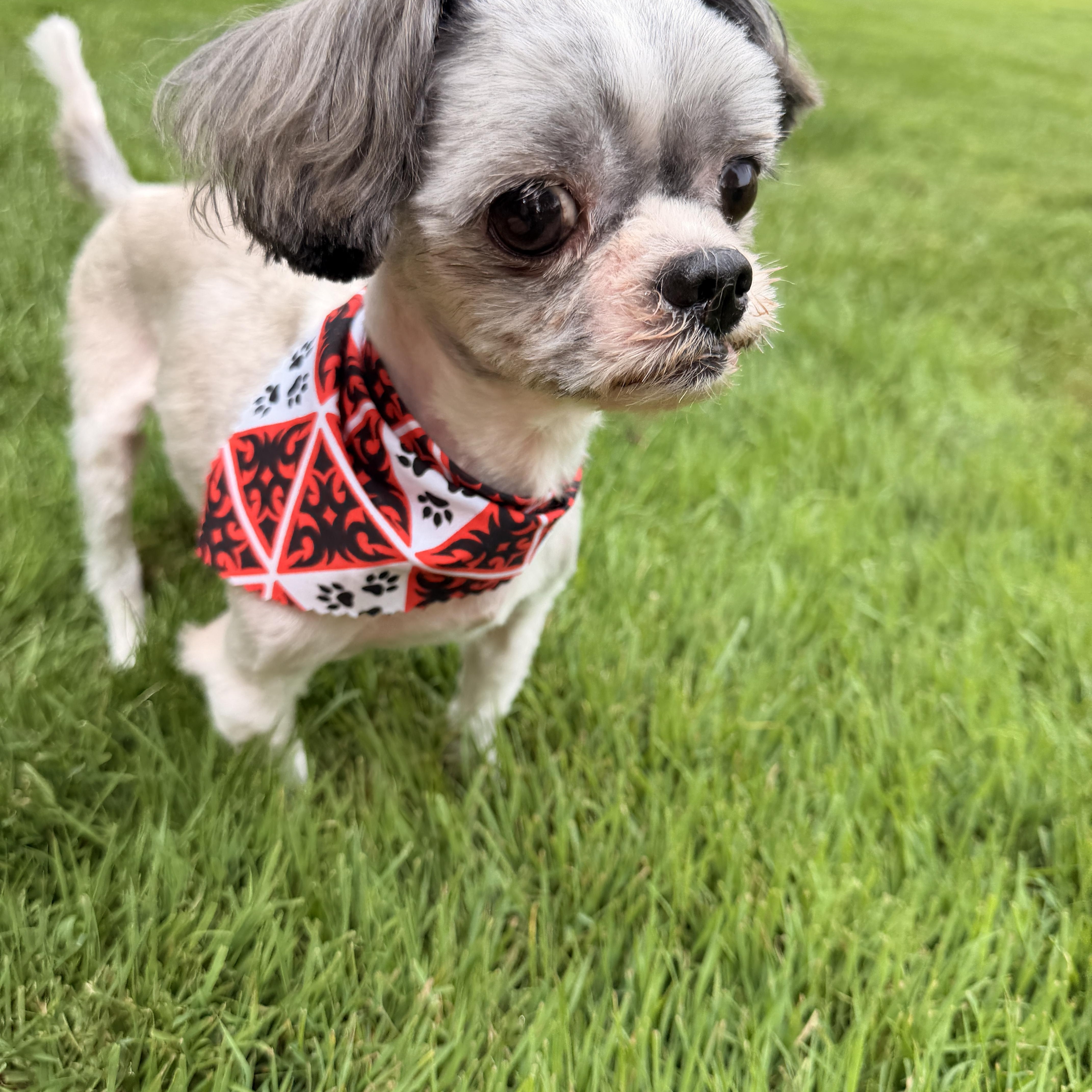 Milo, adopted, Adult Male Shih Tzu.