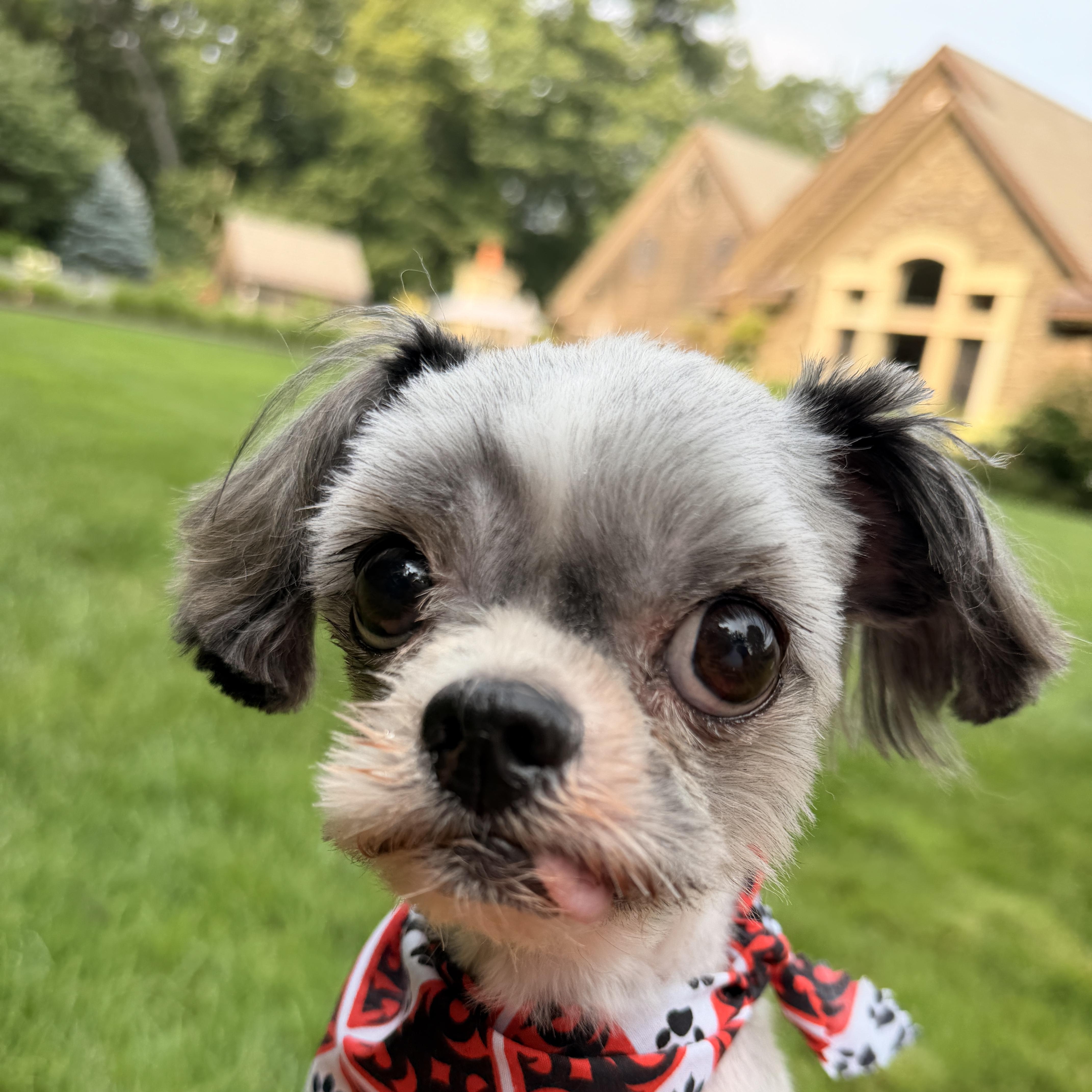 Enlarge Milo, an adopted Shih Tzu in Thornwood, NY image 2/4