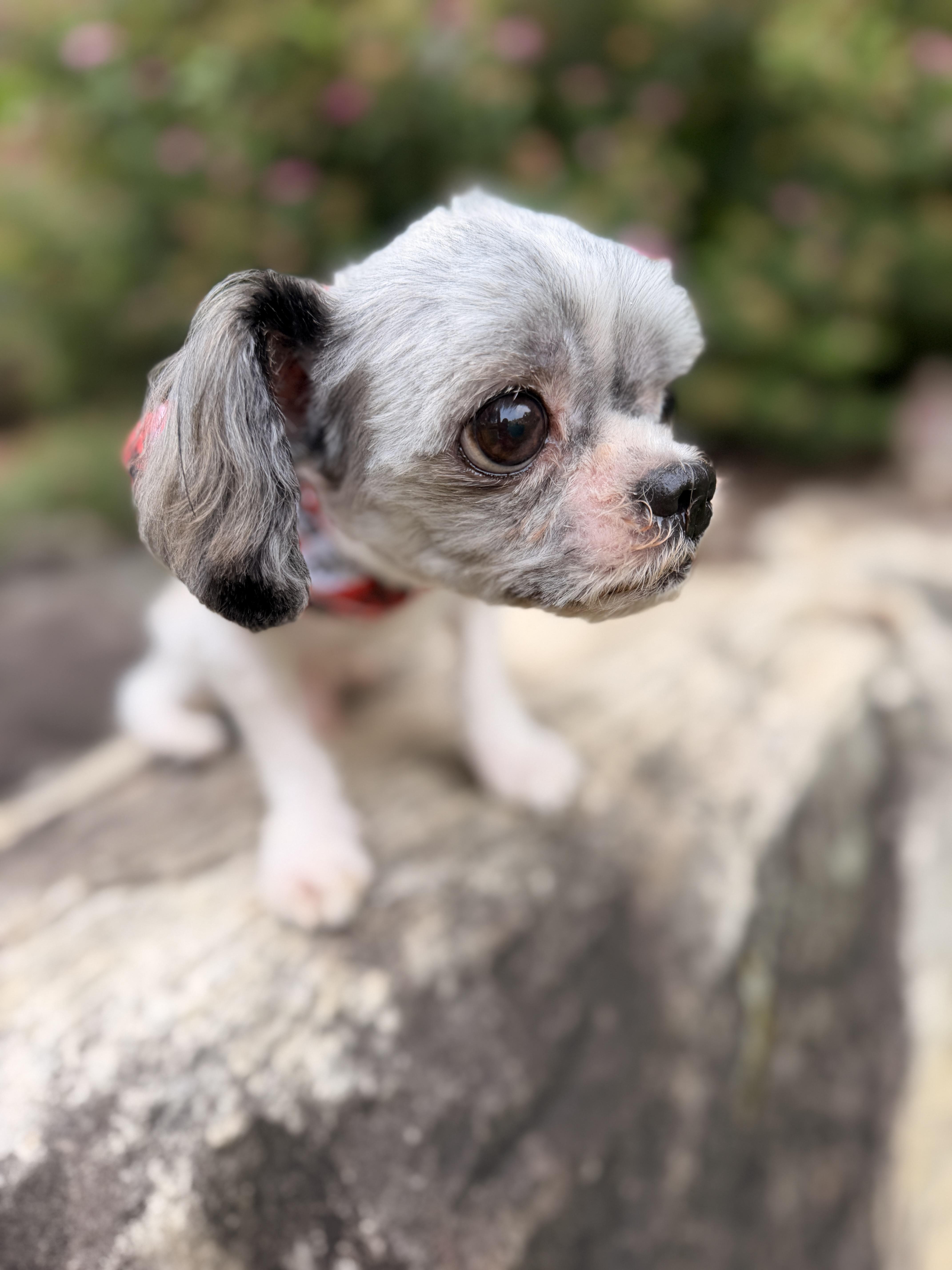 Enlarge Milo, an adopted Shih Tzu in Thornwood, NY image 3/4