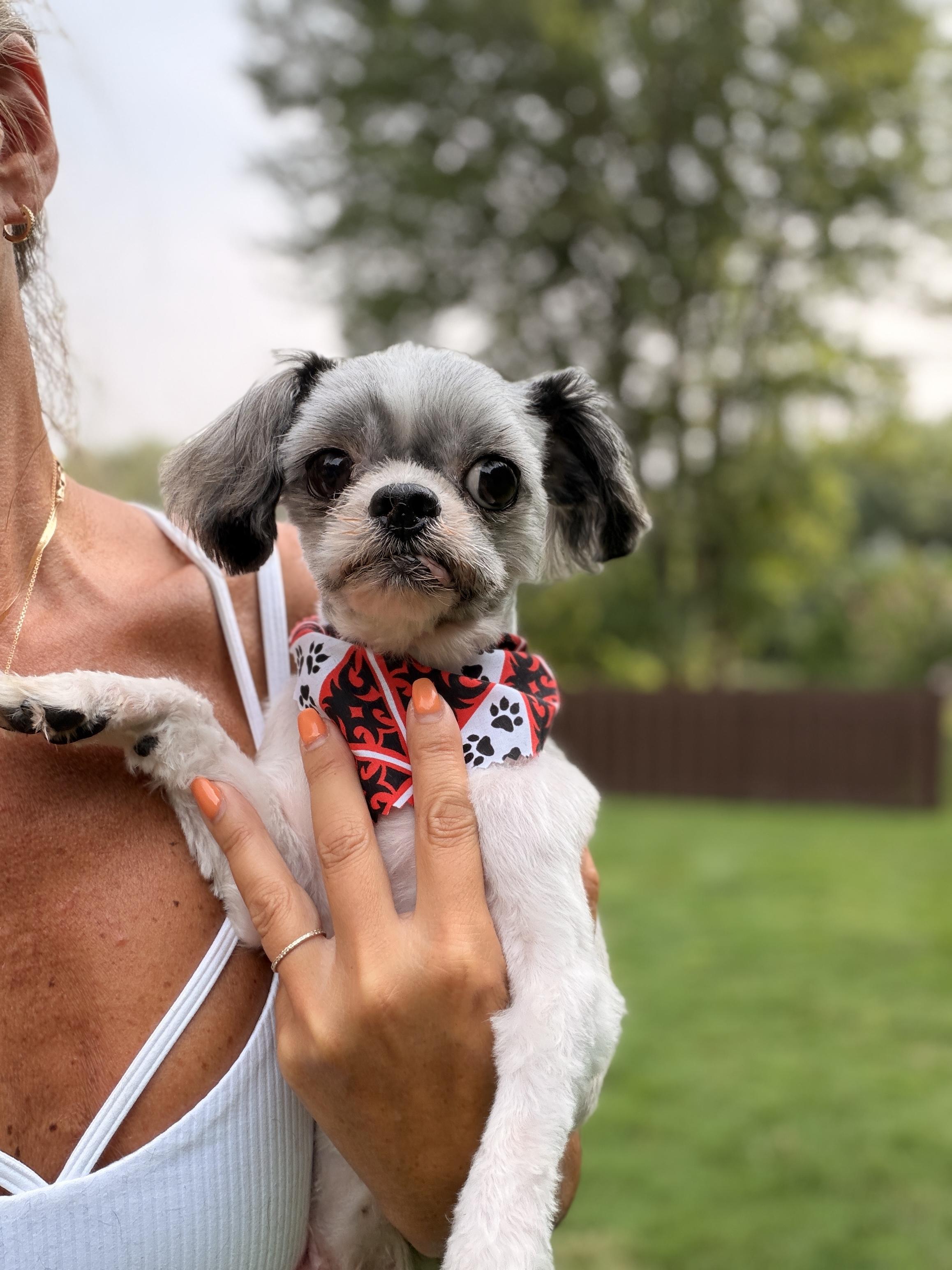 Enlarge Milo, an adopted Shih Tzu in Thornwood, NY image 4/4