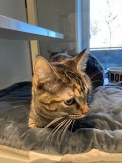 Enlarge Lola, a Adoptable Domestic Short Hair in Mustang, OK image 1/1