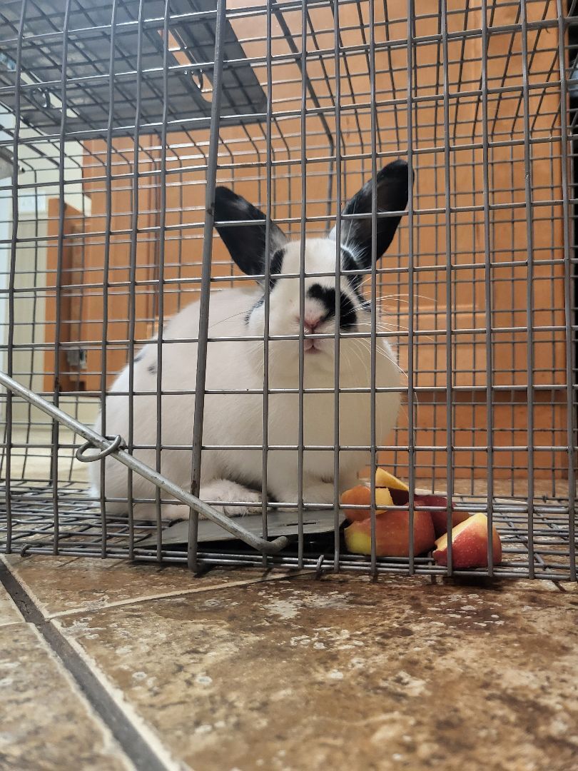 Flower, a Adoptable mixed breed in Wilkes-Barre, PA image 2/8