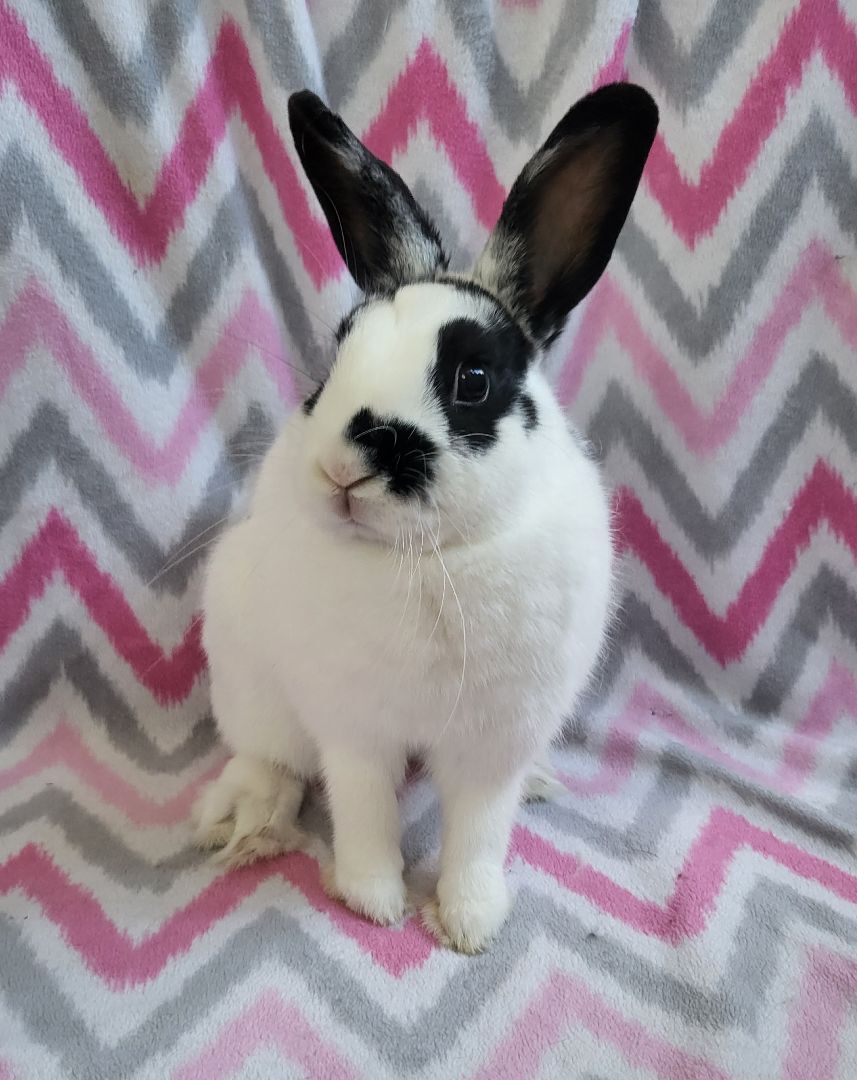 Flower, a Adoptable mixed breed in Wilkes-Barre, PA image 3/8