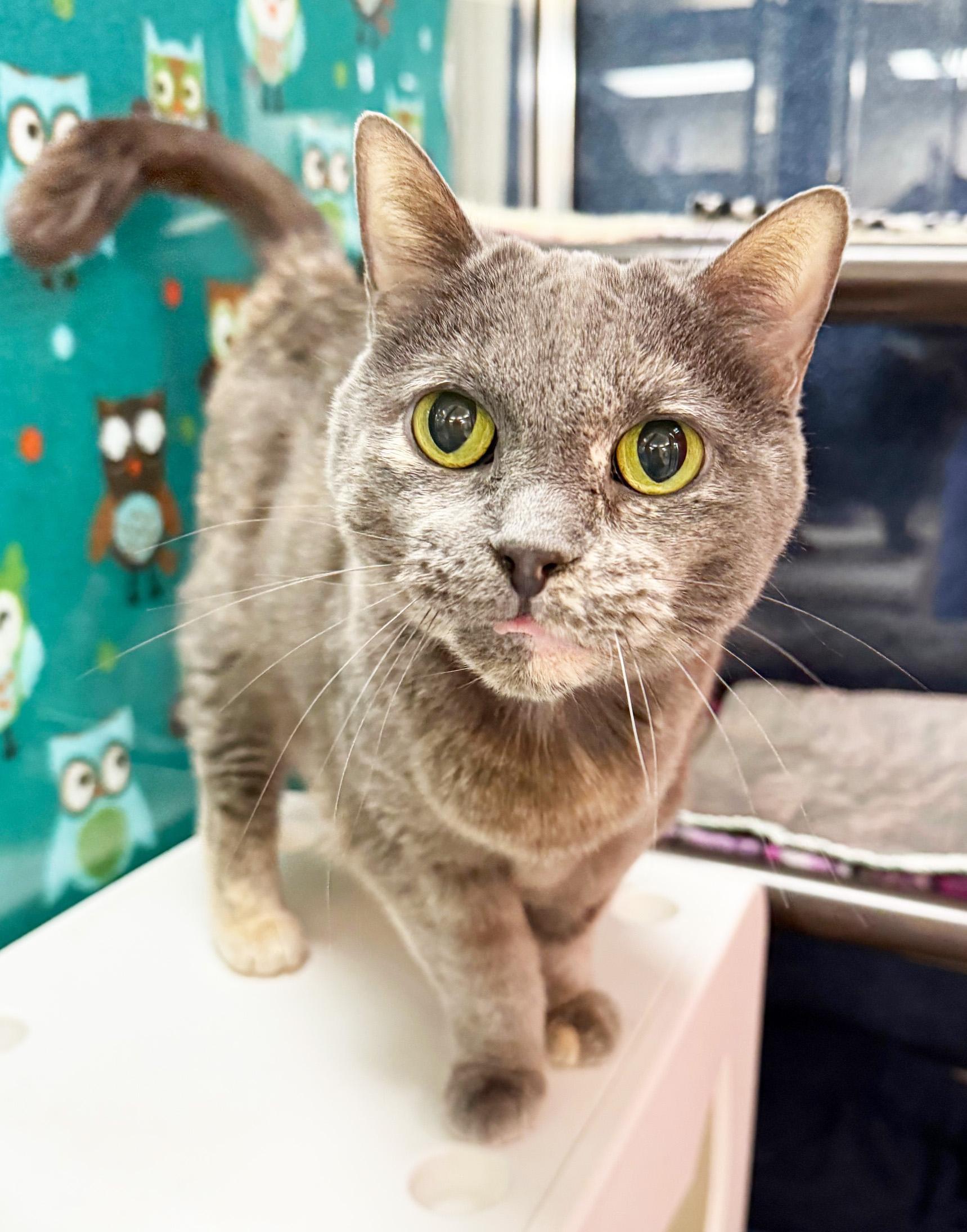 Emmie - sooo loving and adorable!, Adoptable, Adult Female Domestic Short Hair.