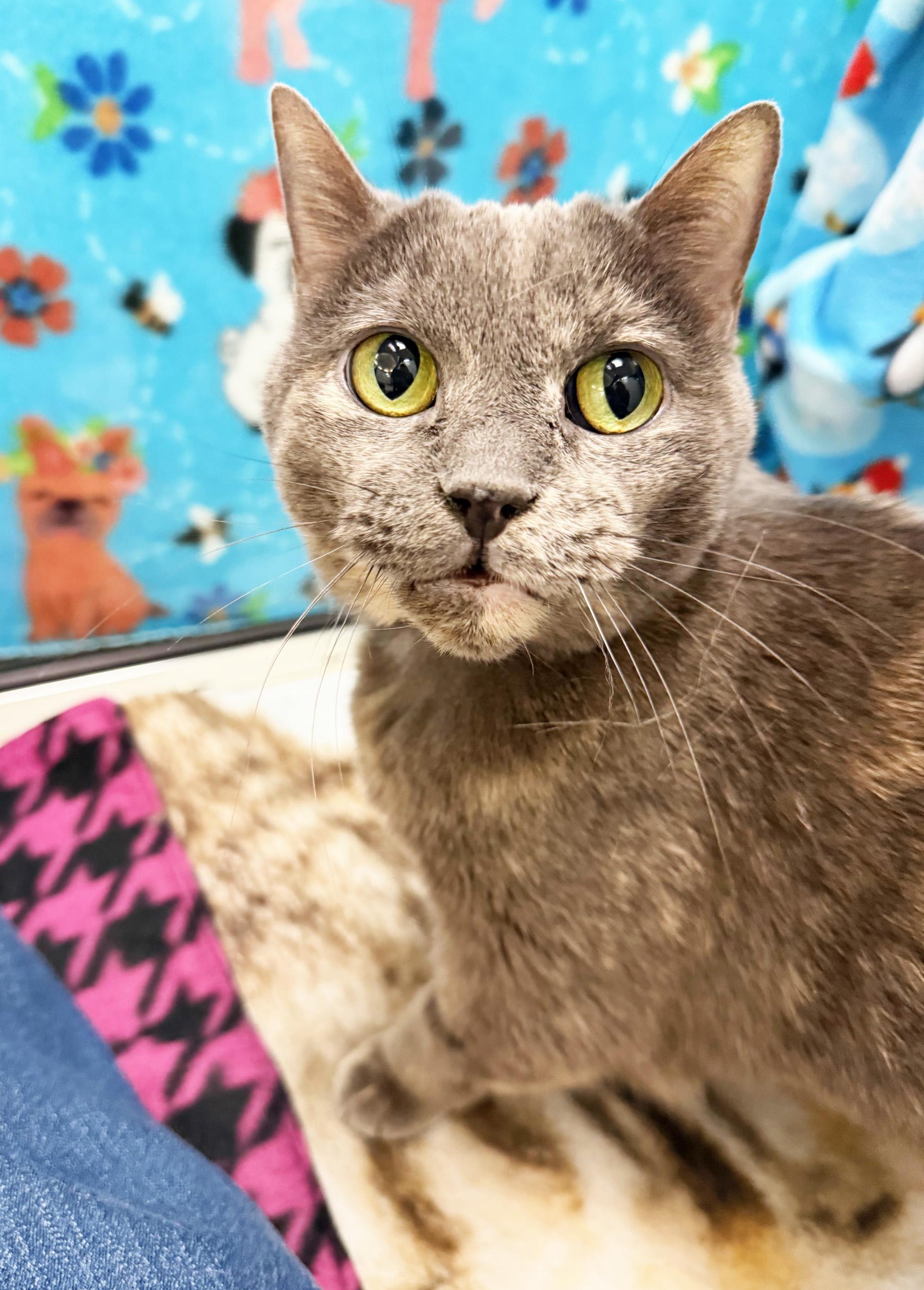 Emmie - sooo loving and adorable!, Adoptable, Adult Female Domestic Short Hair.